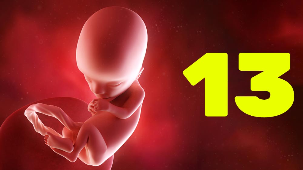 13 semanas de gravidez