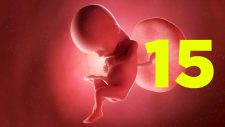 15 semanas de gravidez