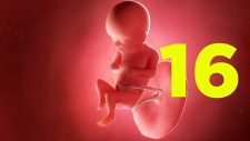 16 semanas de gravidez