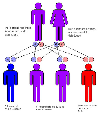 Anemia falciforme - Legenda: r = gene defeituoso; R = gene normal.
Pessoa Vermelha = anemia falciforme; Pessoa Roxa = traço falciforme; Pessoa Azul = normal.