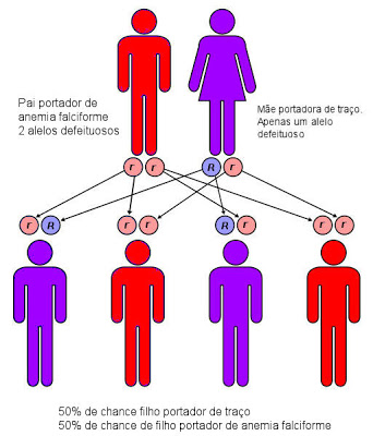 Legenda: r = gene defeituoso; R = gene normal.
Pessoa Vermelha = anemia falciforme; Pessoa Roxa = traço falciforme.