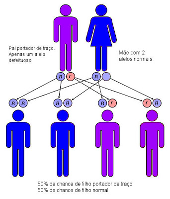 Anemia Falciforme - Legenda: r = gene defeituoso; R = gene normal.
Pessoa Roxa = traço falciforme; Pessoa Azul = normal.