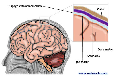meninges