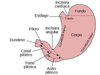 Anatomia do estomago