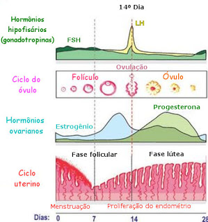 Ciclo menstrual