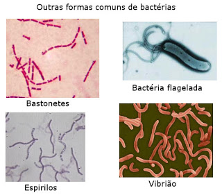bactérias