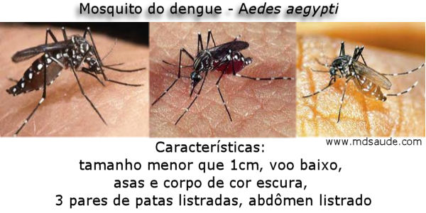 Mosquito da dengue (Aedes aegypti)