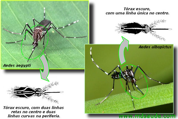 Mosquito da dengue (aegypti e aedes albopictus)