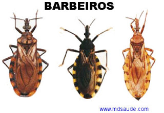 Inseto barbeiro