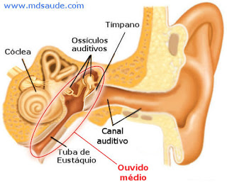 Otite média - anatomia do ouvido