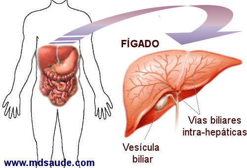 Fígado e vias biliares