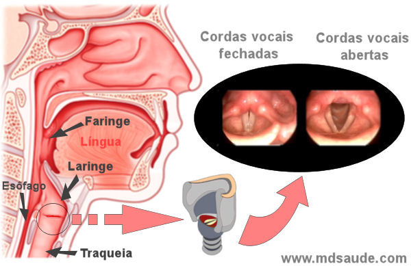 Anatomia das vias aéreas e laringe