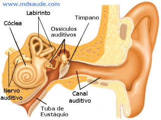 Labirinto - ouvido interno