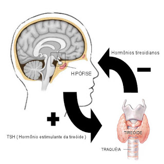 Hipotireoidismo - Funcionamento da tireoide