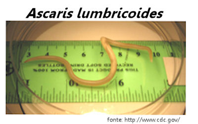 Ascaris lumbricoides