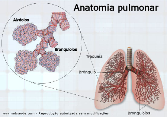 Pulmão - Vias aéreas inferiores