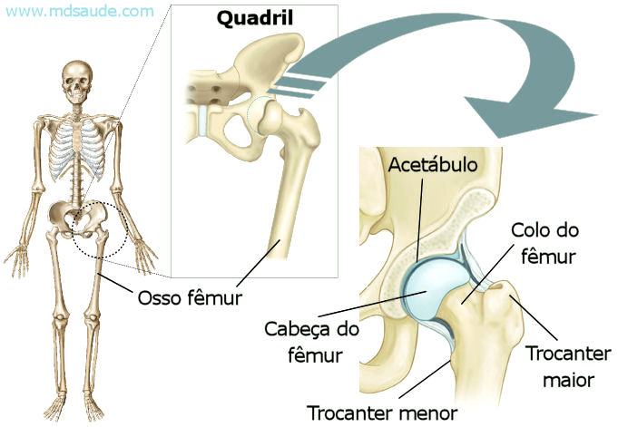 Anatomia do quadril