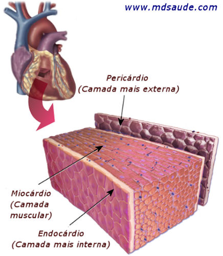 Miocardite - Camadas do Coração