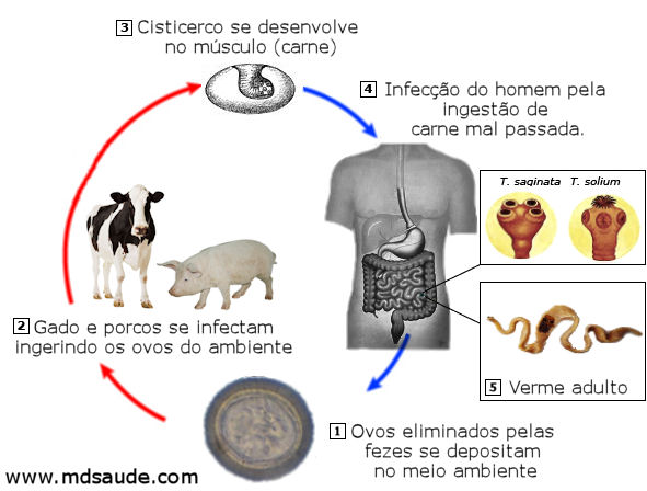 Ciclo de vida da Taenia