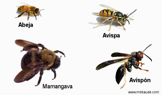 Abejas y avispas