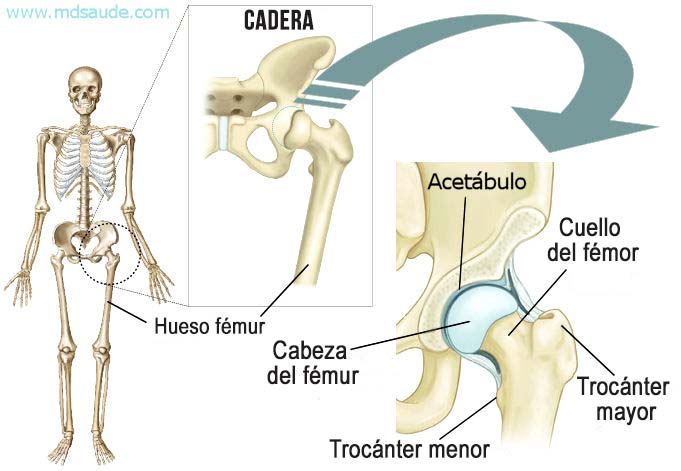 Anatomía de la cadera y del cuello femoral