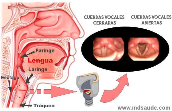 Anatomía de las vías respiratorias y de la laringe