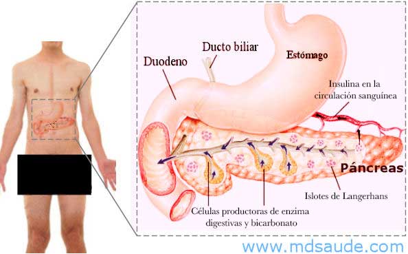 Anatomía del páncreas