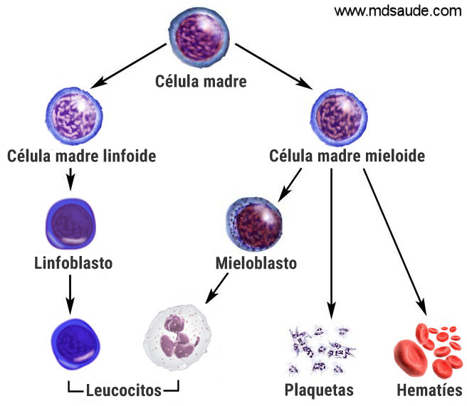 Celulas de la sangre