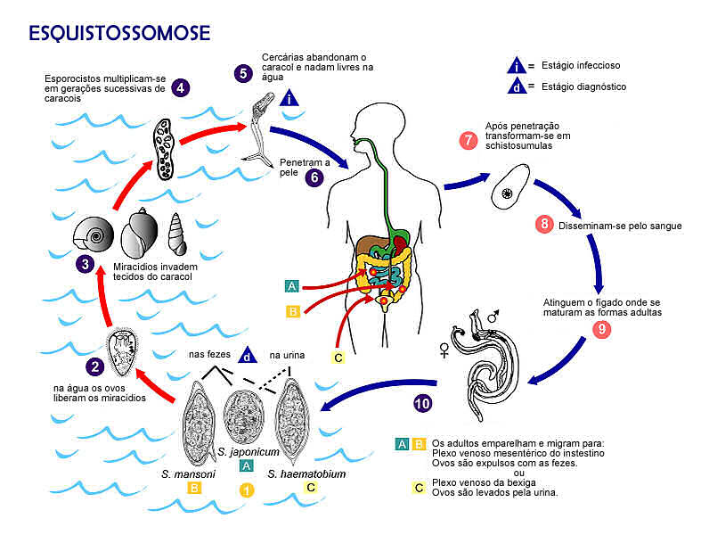 Ciclo da esquistossomose