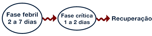 fases da dengue