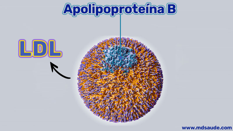 ApoB em uma molécula de LDL