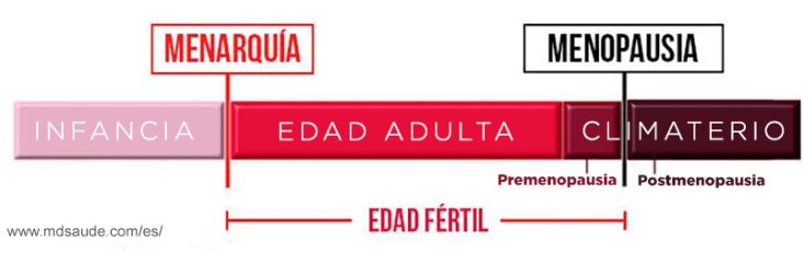 Etapas del ciclo reproductivo femenino
