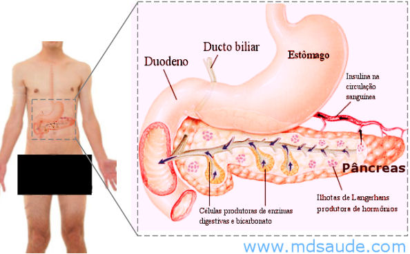 Anatomia do pâncreas