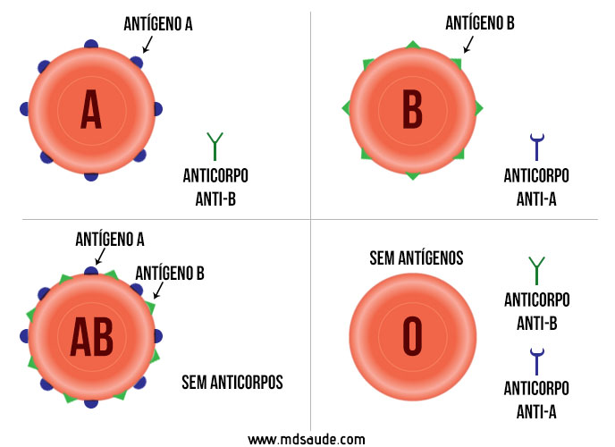 Antígenos ABO