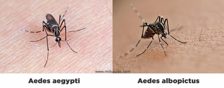 Aedes albopictus x Aedes aegypti