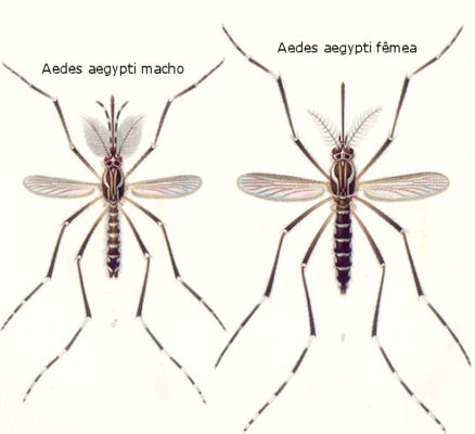 Aedes aegypti macho e fêmea