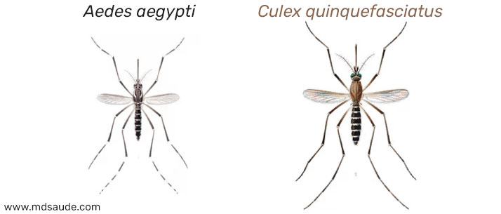 Aedes e Culex