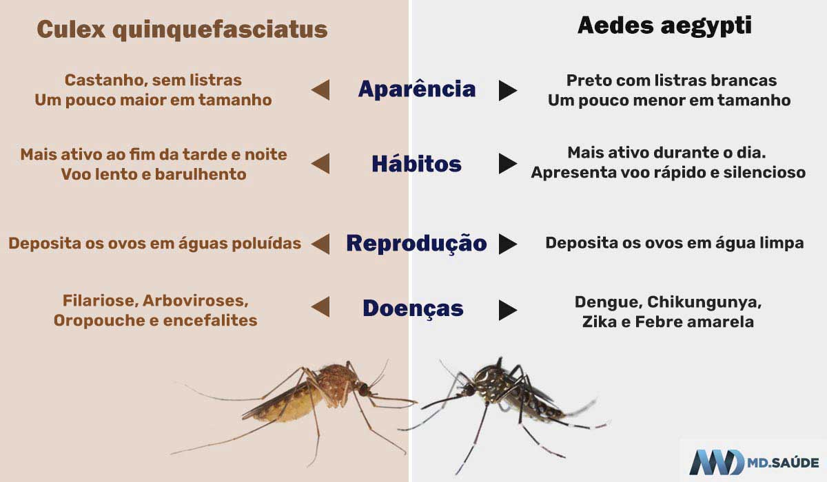 Diferenças entre o Aedes e o pernilongo comum