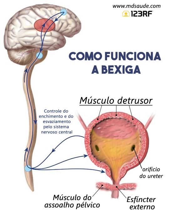 Como funciona a bexiga