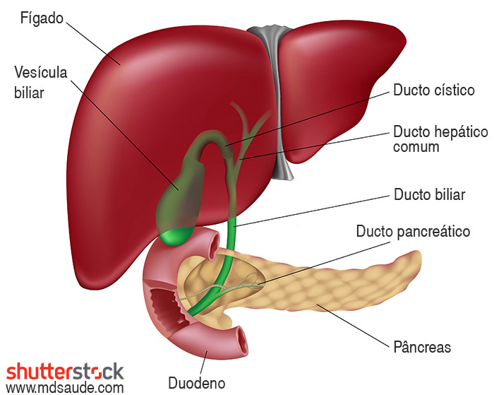 Anatomia vias biliares
