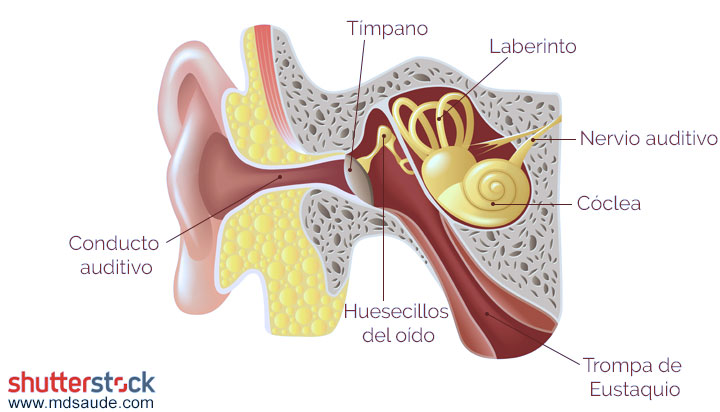 Anatomía del oído