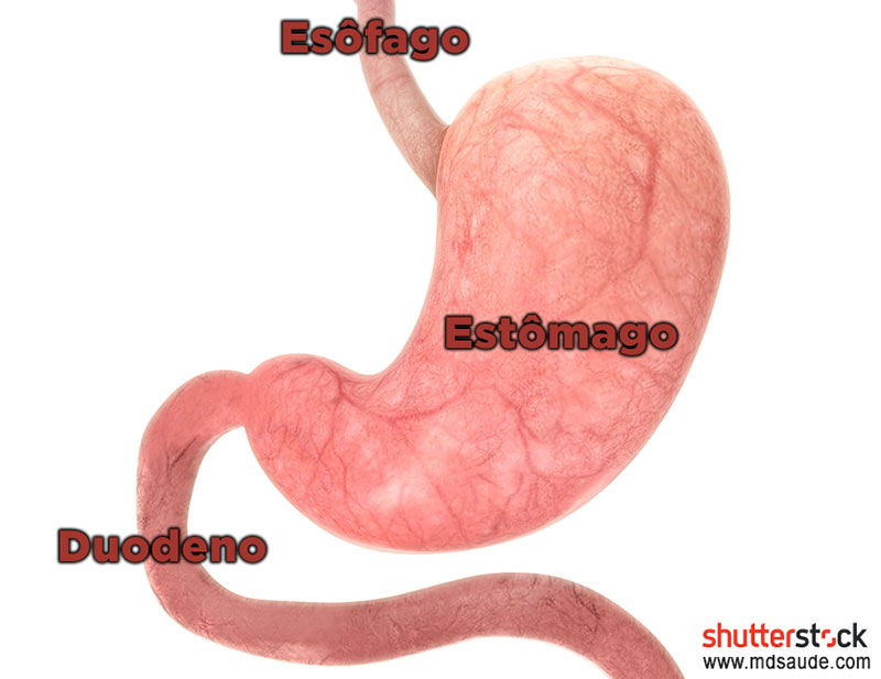 Esôfago, estômago e duodeno