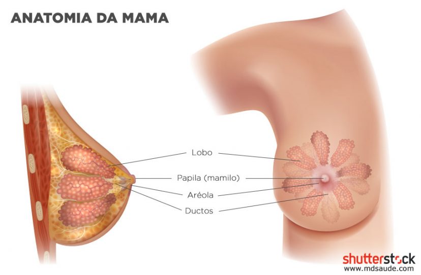 Anatomia da mama
