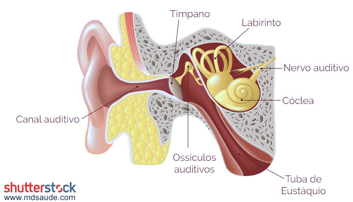 Anatomia do ouvido