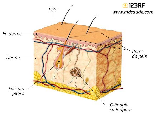 Camadas da pele
