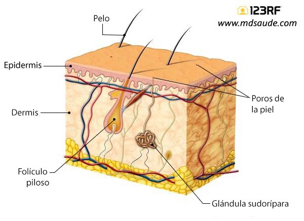 Glándula sudorípara