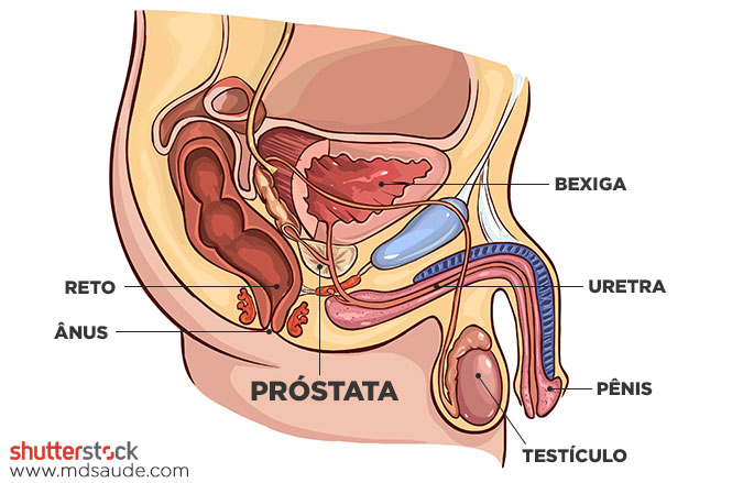 Anatomia do trato geniturinário masculino - próstata