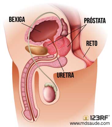 Anatomia da próstata