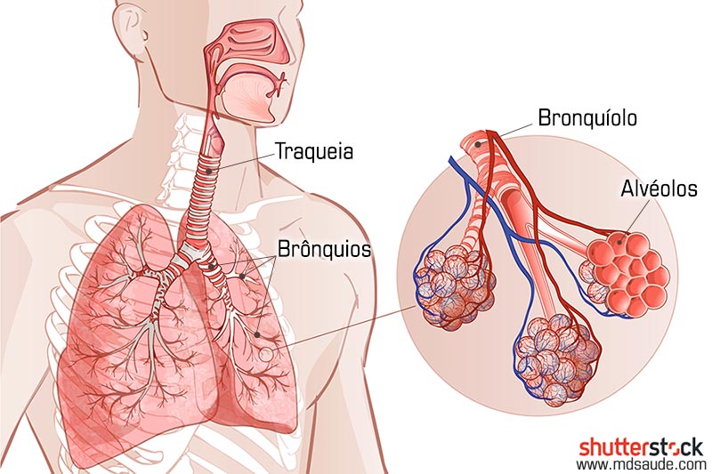Anatomia pulmonar