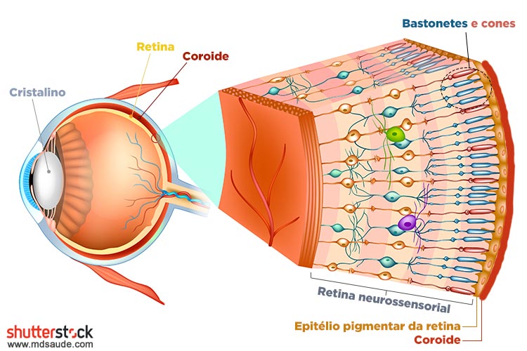 Anatomia da retina